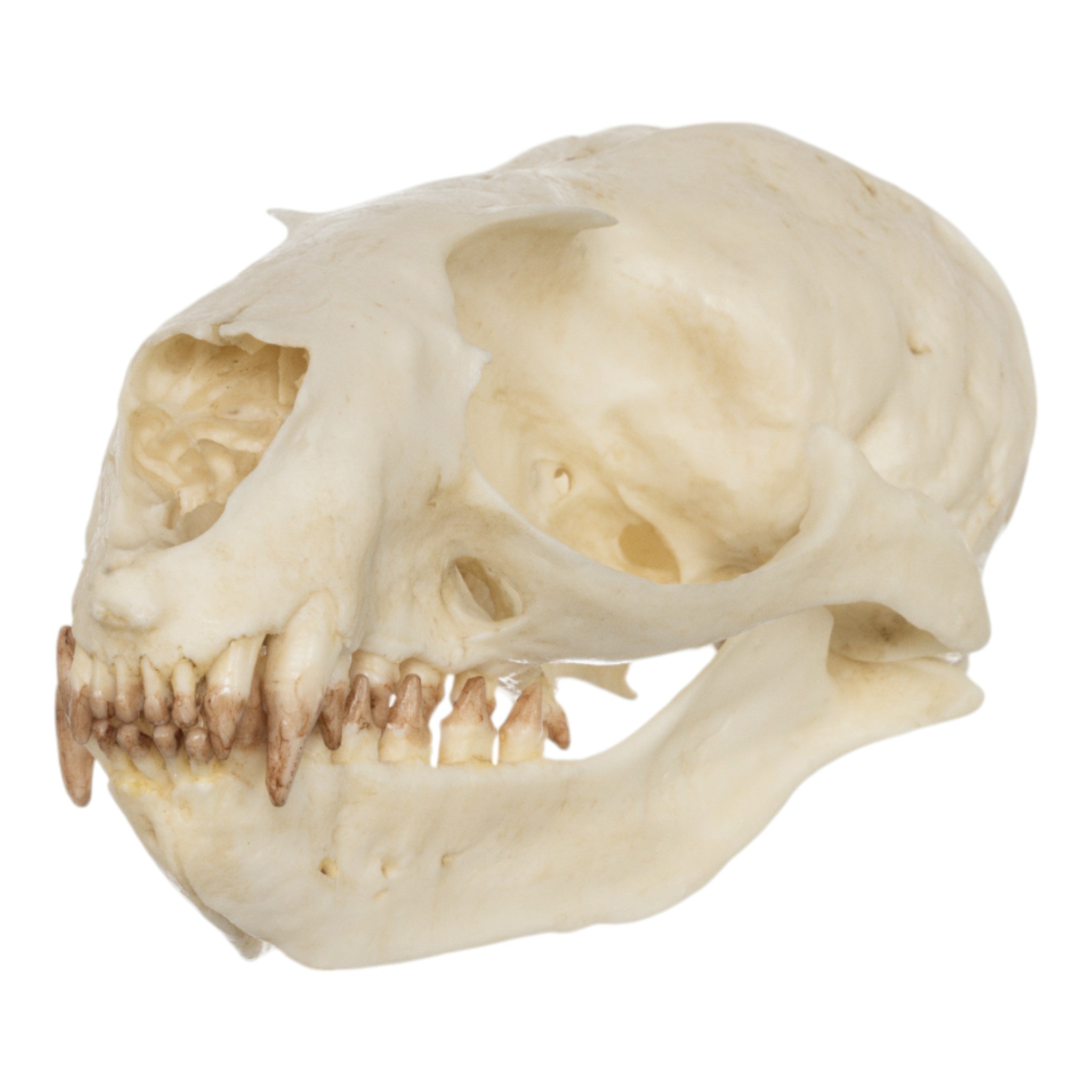 Authentic Replica Guadalupe Fur Seal Skull - Female Specimen for Educational Display, Marine Biology Study & Home Decor Collection
