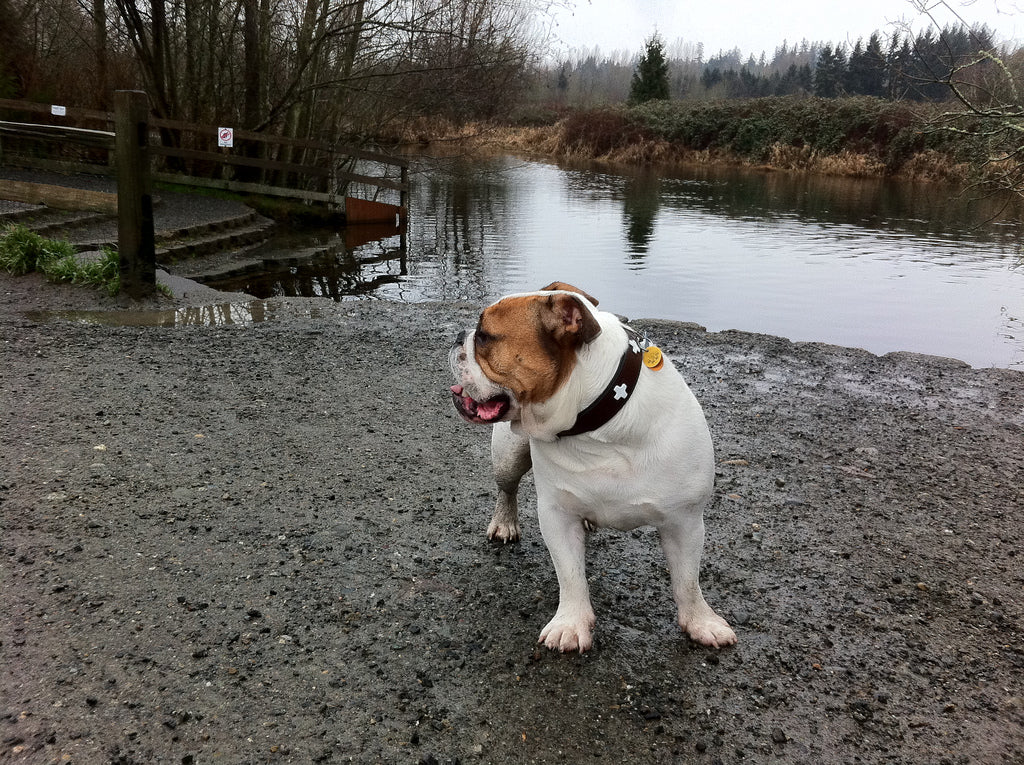 Swiss Cross Dog Collar with Reflective Stitching - Durable Nylon Pet Collar for Small Medium Large Dogs - Perfect for Walking, Training & Outdoor Adventures
