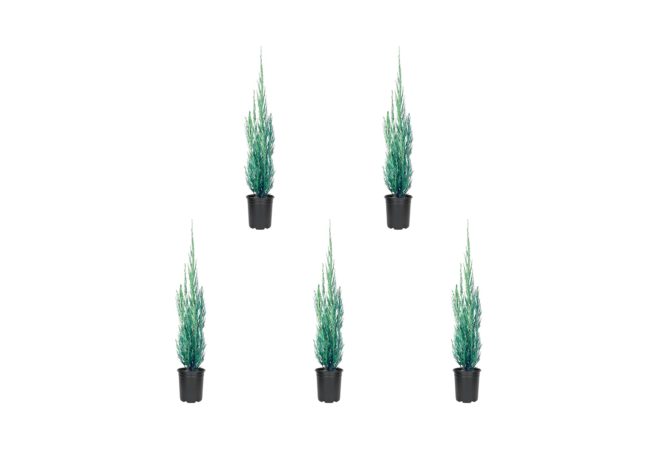 Skyrocket Juniper (Juniperus Scopulorum) - 5 Live 4-Inch Potted Evergreen Trees - Formal Upright Landscape Plants for Garden, Patio & Outdoor Decor