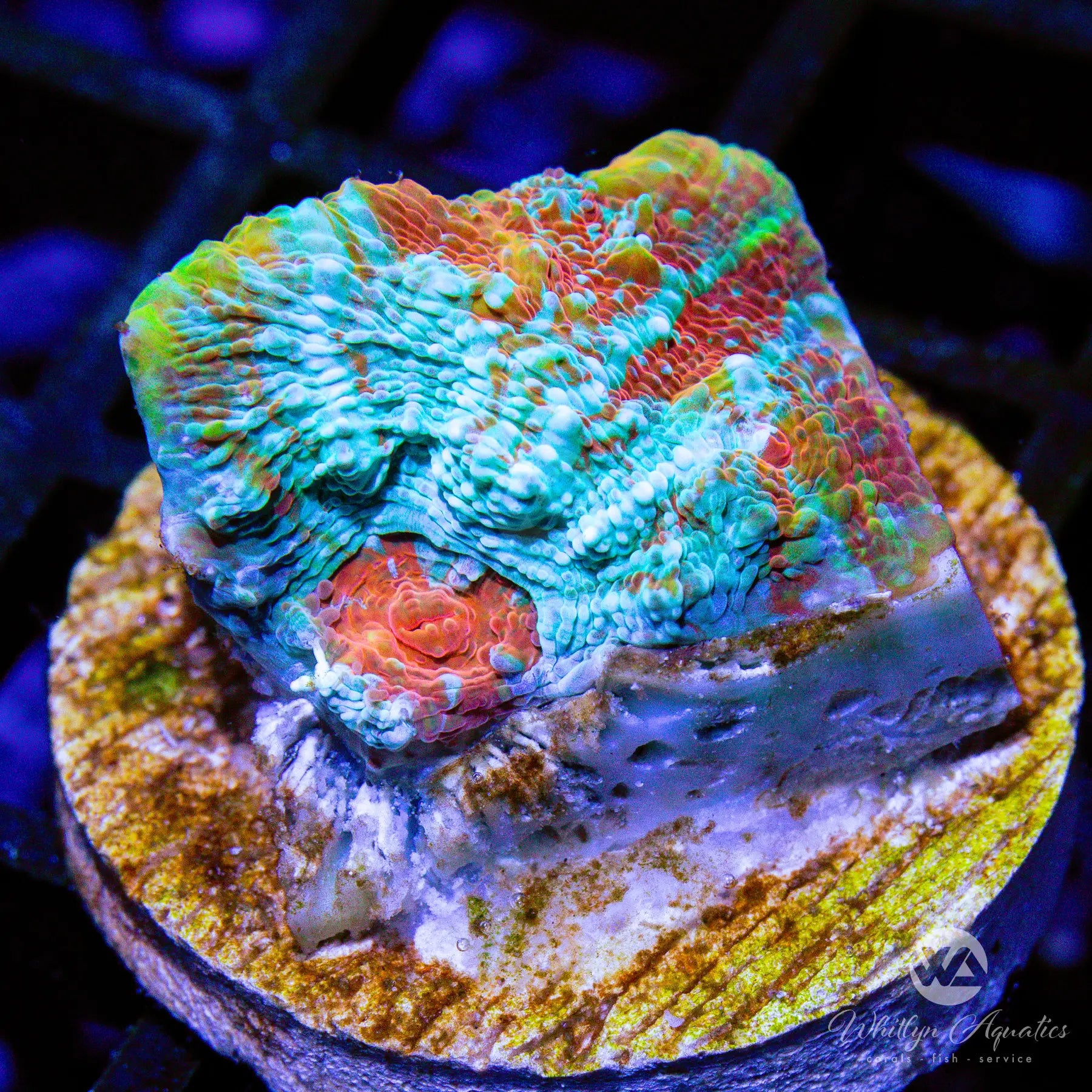 D36 WA Cold Blooded Chalice - Premium Coral Frag for Saltwater Aquariums | Perfect for Reef Tanks & Marine Displays | WYSIWYG Live Coral
