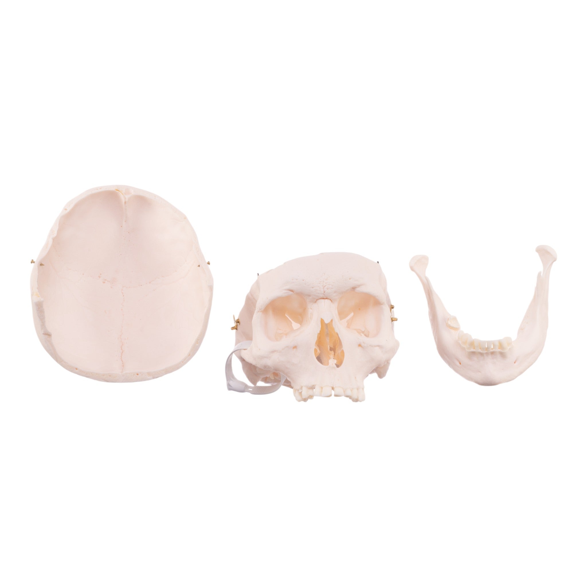 Authentic Human Skull Model for Medical Research & Education - Perfect for Anatomy Studies, Classroom Demonstrations & Halloween Decor