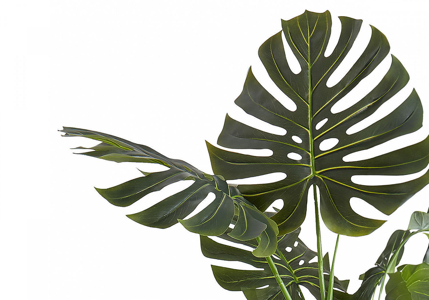 55 Inch Monstera Deliciosa Swiss Cheese Plant with 6 Black Nursery Pots - Large Indoor Tropical Houseplant for Home Decor, Office, Living Room & Bedroom