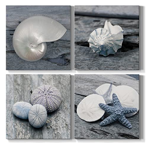 Driftwood Shell 1