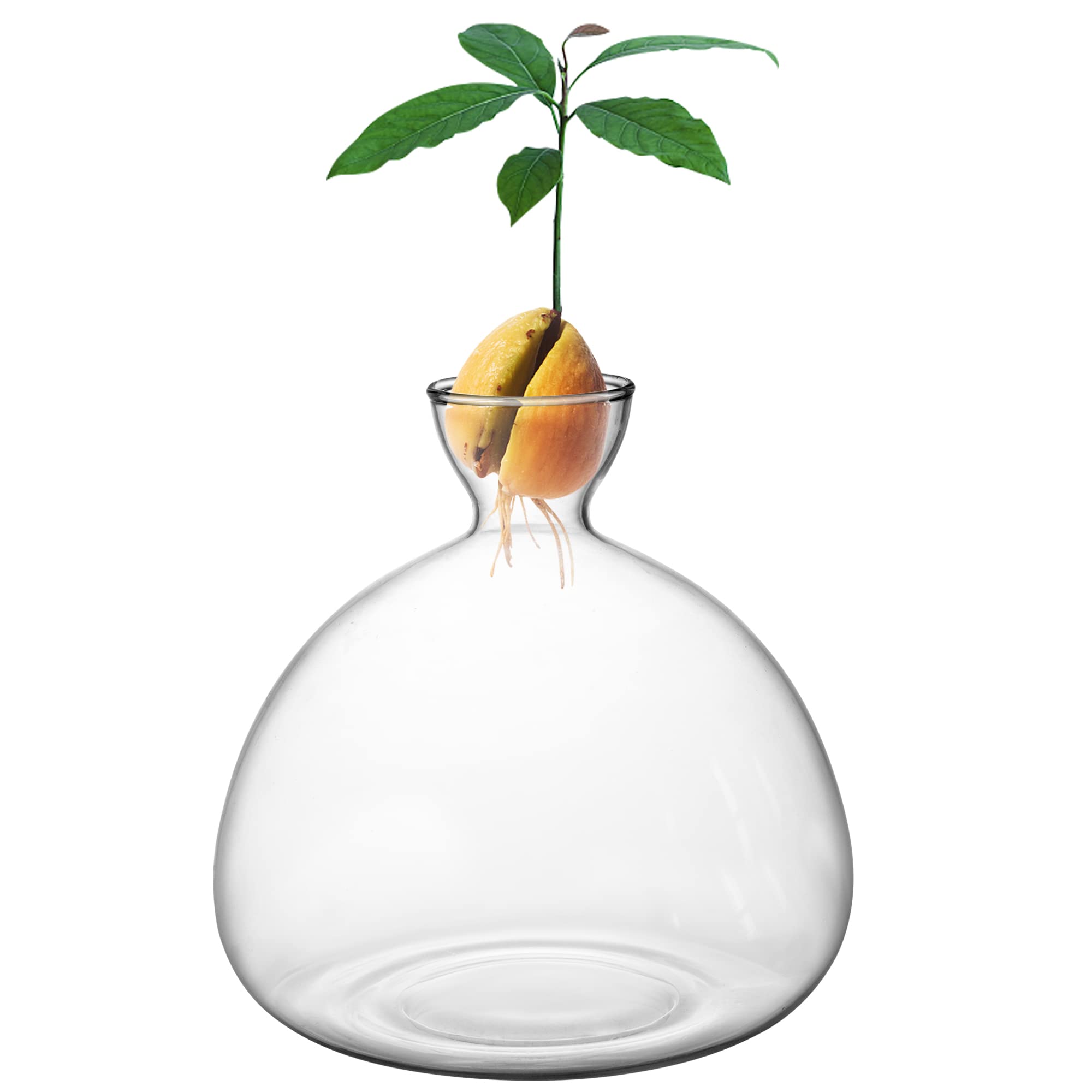 Avocado Tree Growing Kit - Glass Seed Starter Vase with Avocado Stickers | Indoor Gardening Gift Set for Home, Office & Kitchen Decor | Perfect for Plant Lovers & Sustainable Living