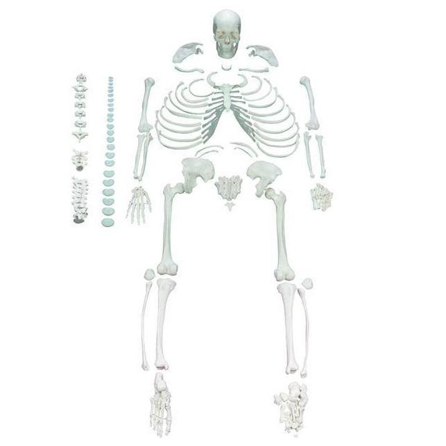 Full Disarticulated Human Skeleton Model - Anatomical Study Specimen for Medical Education & Science Classroom Demonstration
