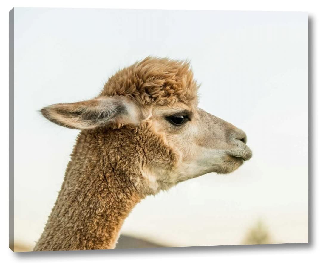 Alpaca Portrait I by Tyler Stockton - 30x38 Inch Canvas Wall Art Print, Gallery Wrapped, Ready to Hang - Perfect for Living Room, Bedroom, or Office Decor