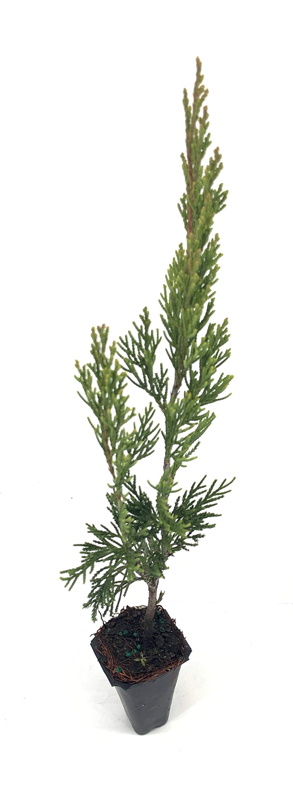 Spartan Juniper - 20 Live Trees - Juniperus Chinensis - Perfect for Landscaping, Privacy Hedges, and Garden Decor