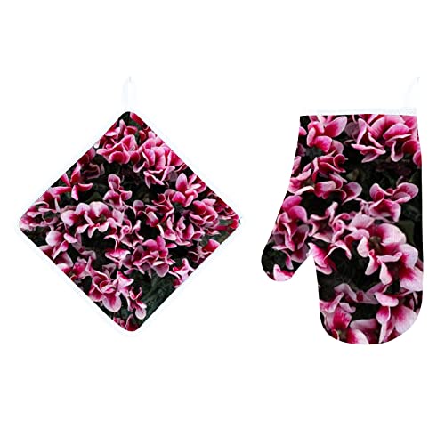 Pink Cyclamen Flowers
