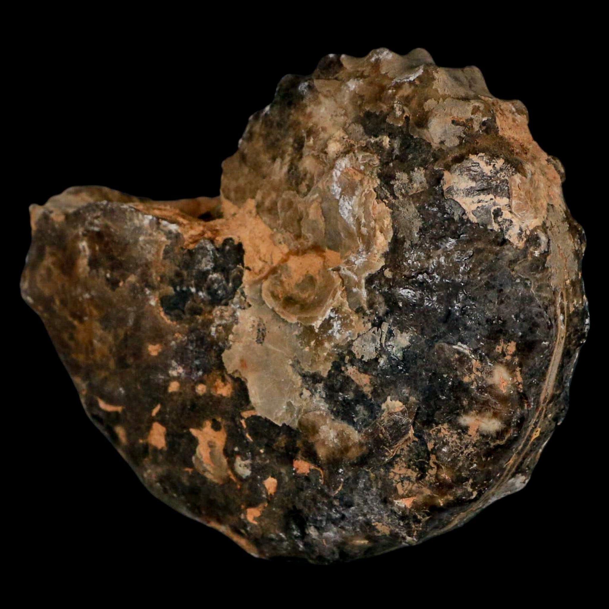 3.1