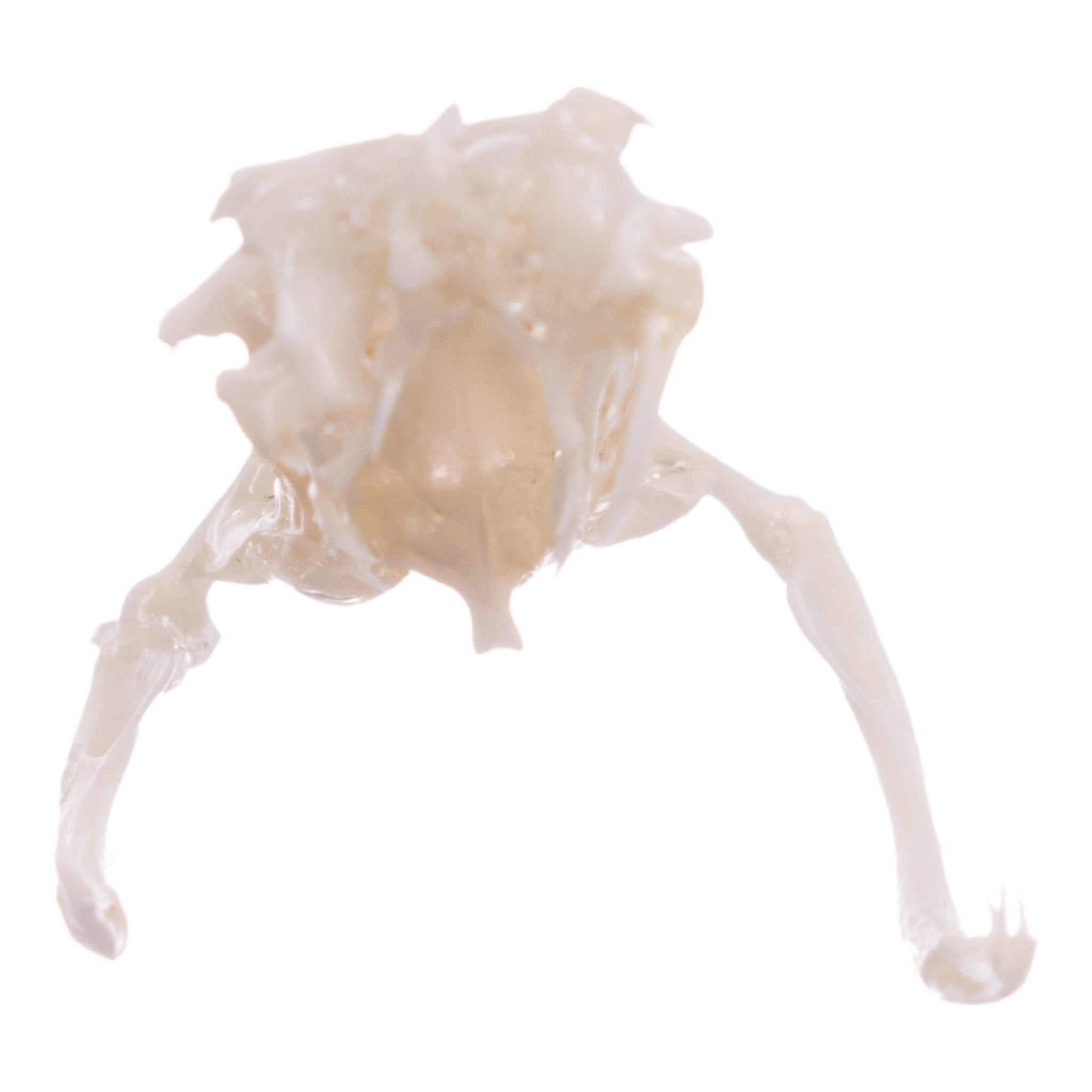 Authentic Mottled Rock Rattlesnake Skull with Rattle - Unique Taxidermy Collectible for Home Decor, Halloween Props, and Educational Displays