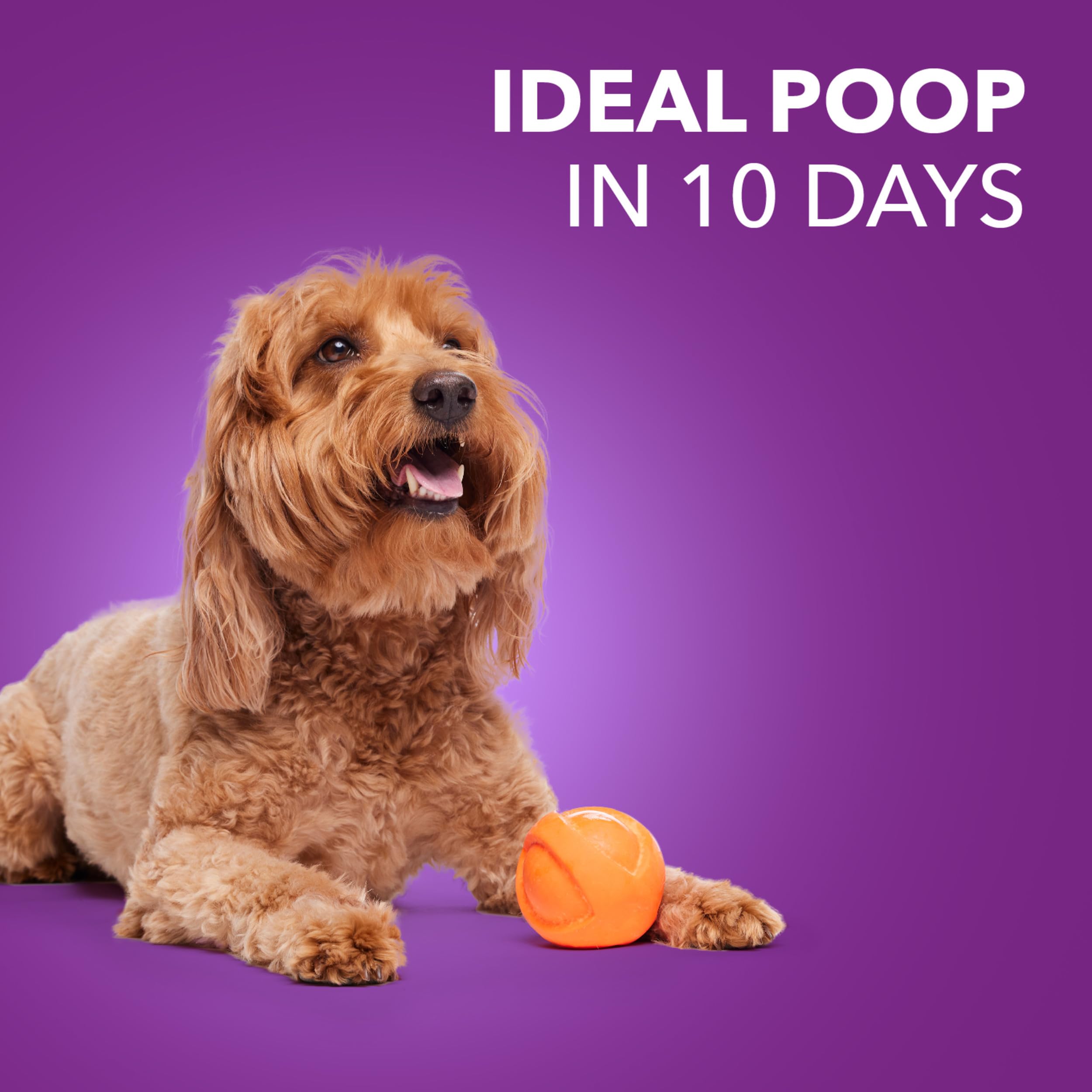 Iams Advanced Health Adult Healthy Digestion Dry Dog Food with Real Chicken - 6 lb Bag | Premium Nutrition for Sensitive Stomachs & Digestive Support | Perfect for Adult Dogs at Home or Travel