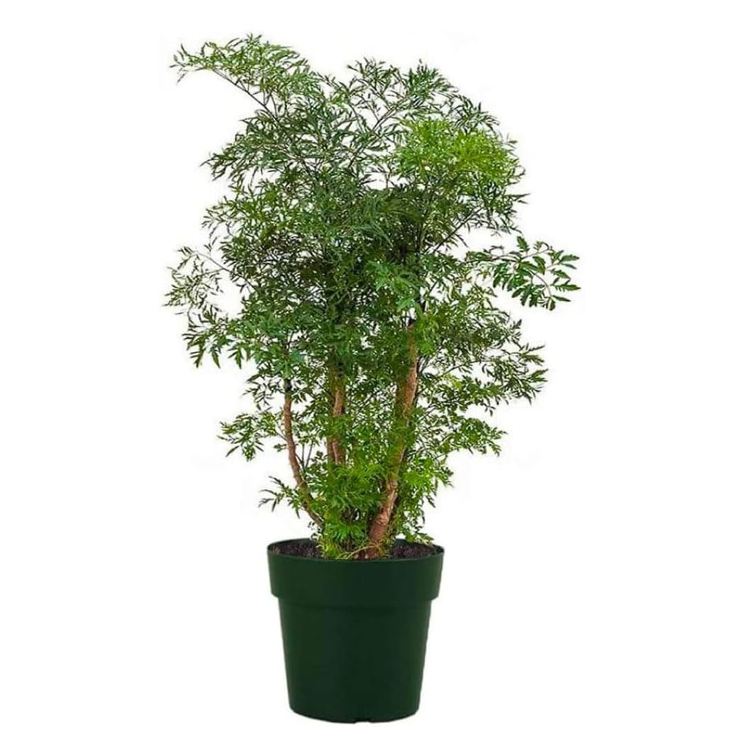Live Dwarf Ming Aralia Bonsai Tree - 6 Inch Miniature Indoor/Outdoor Plant in Decorative Pot | Perfect for Home, Office & Garden Decor | Low Maintenance Houseplant for Zen Gardens, Tabletops & Gift Giving