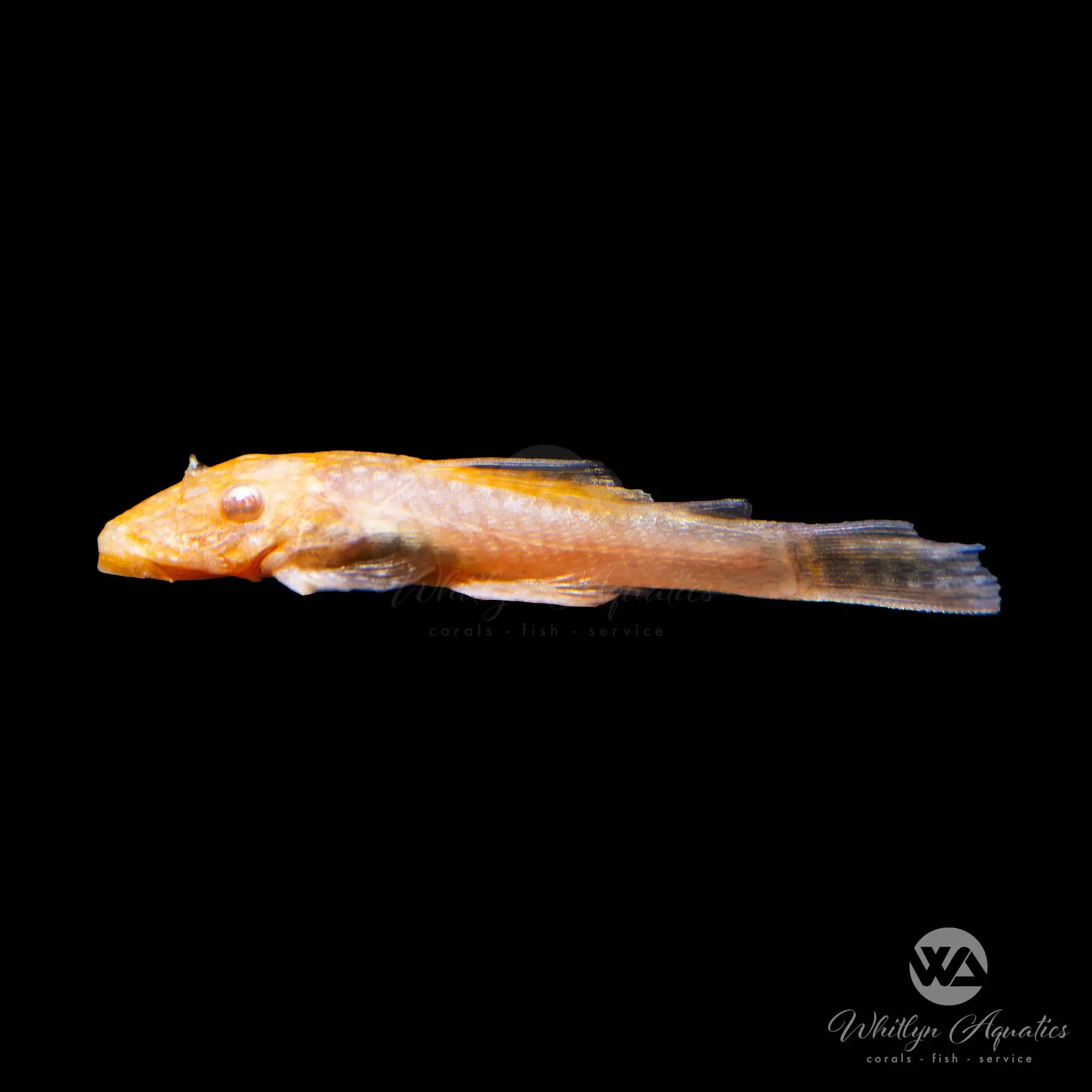 Albino Bristlenose Pleco (Ancistrus cirrhosus) - Golden Color Freshwater Aquarium Fish for Planted Tanks & Community Aquariums