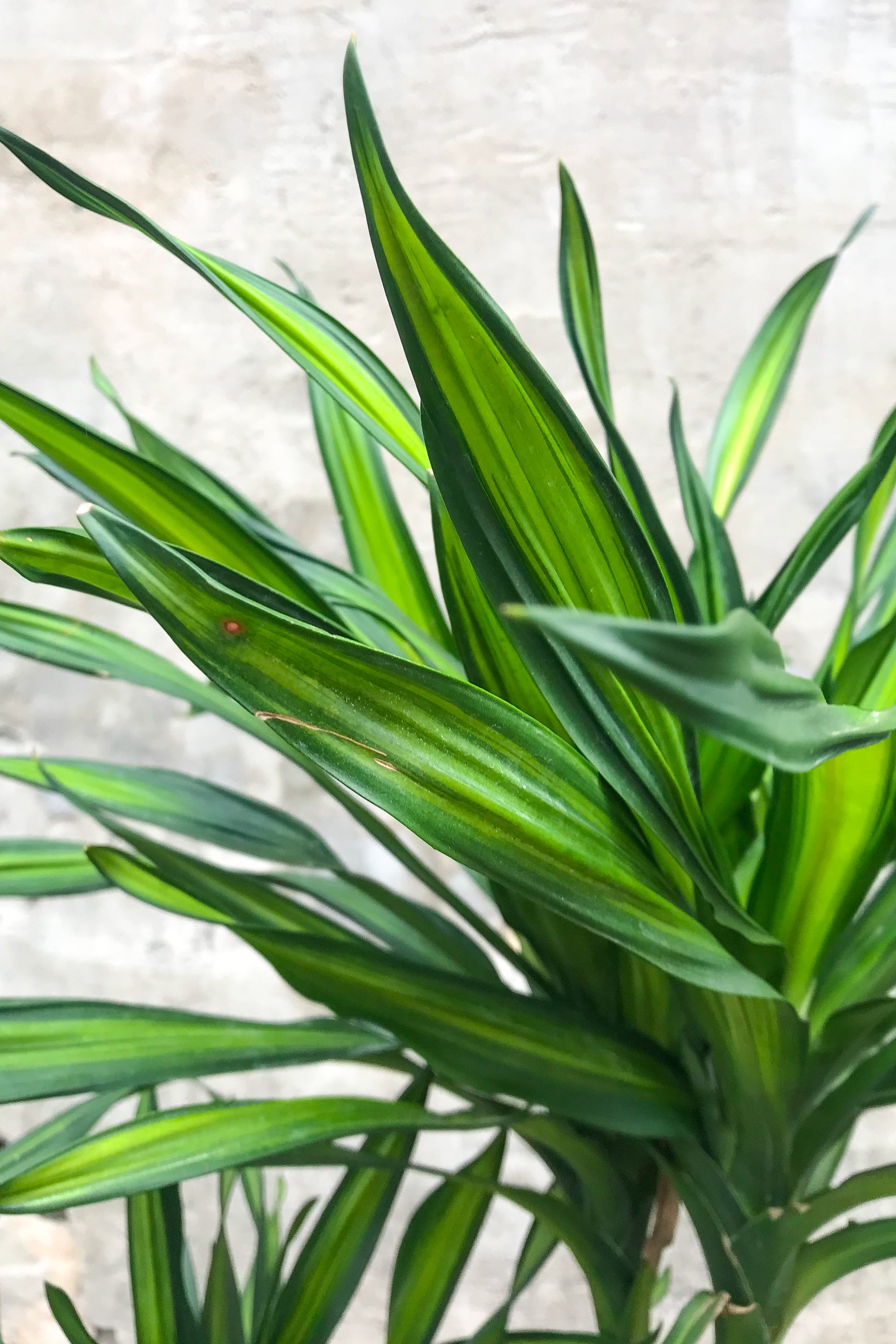 Dracaena 'Rikki' Cane 8