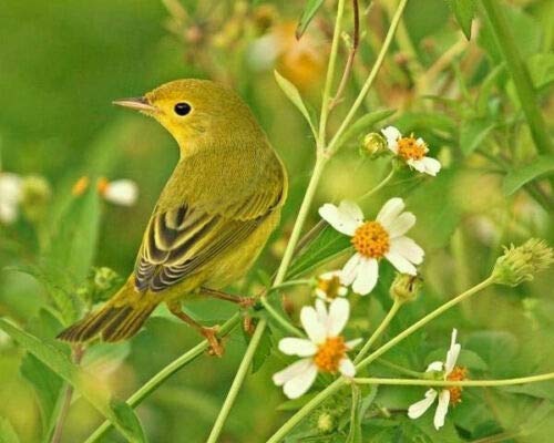 Organic Spanish Needles (Bidens Pilosa Alba) Seeds - 50 Count | Medicinal Herb & Butterfly Garden Plant | Attracts Pollinators, Natural Remedy, Outdoor Gardening