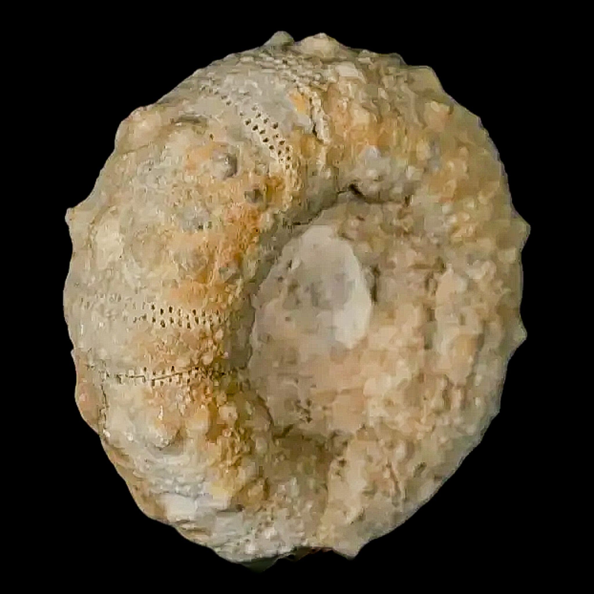 26MM Detailed Fossil Conopygus Sea Urchin Echinoid from Cretaceous Morocco - Perfect for Collectors, Paleontology Enthusiasts & Home Decor