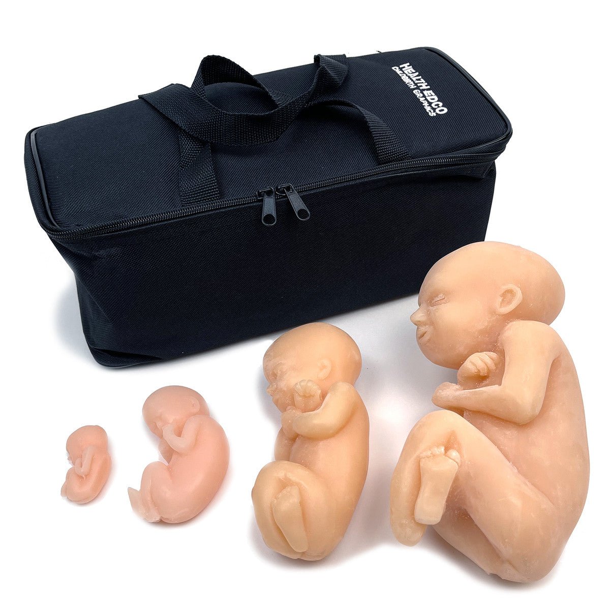 4-Piece Fetal Model Set - Anatomical Beige Fetus Models for Medical Education, Nursing Training & Science Classroom Demonstrations