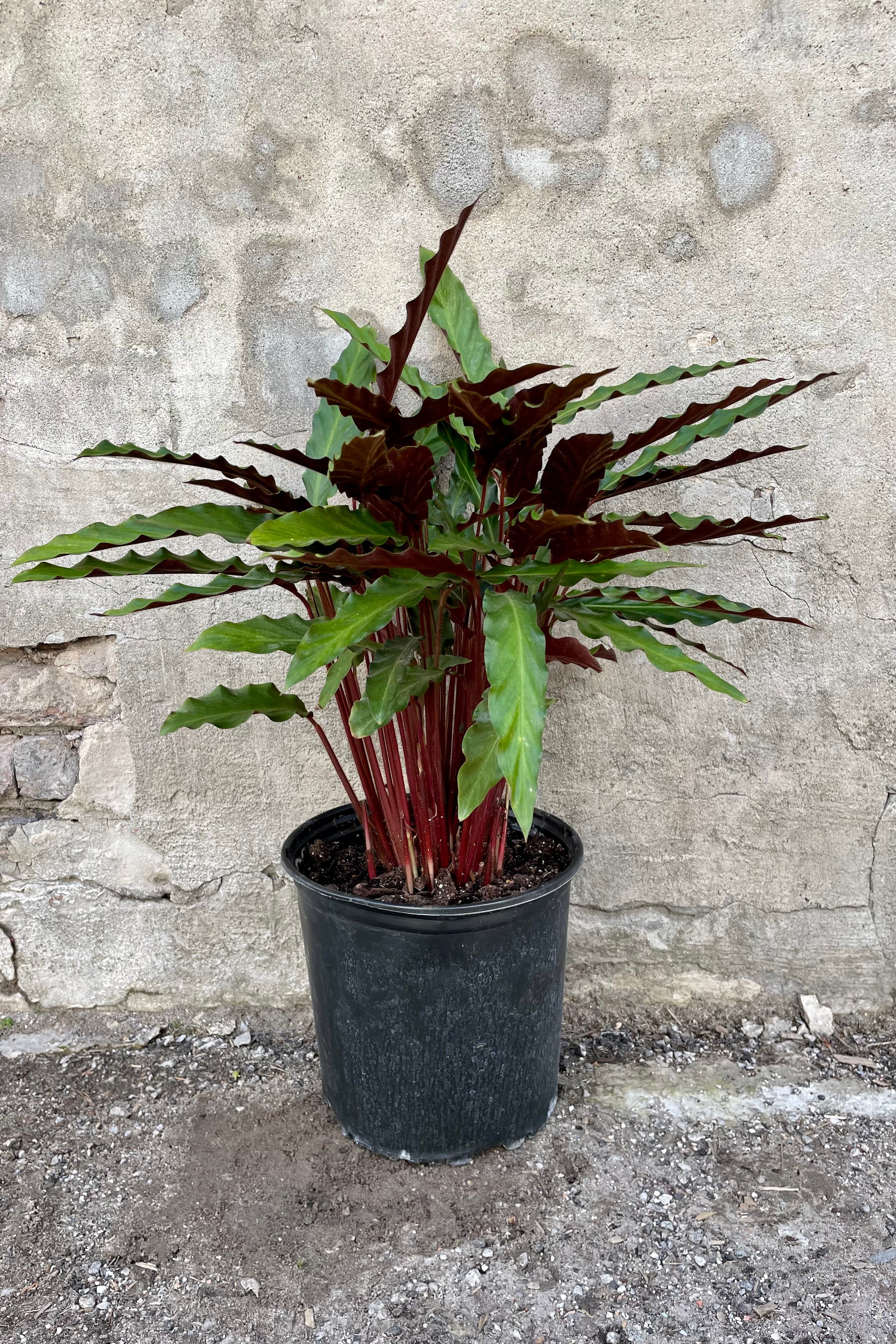 Calathea Rufibarba - 10