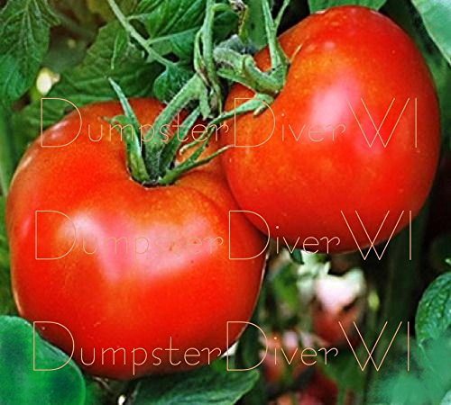 Non-GMO Organic Heirloom Rutgers Tomato Seeds - 50+ Premium Semi Grande Flavor Seeds for Home Gardening, Canning & Fresh Eating