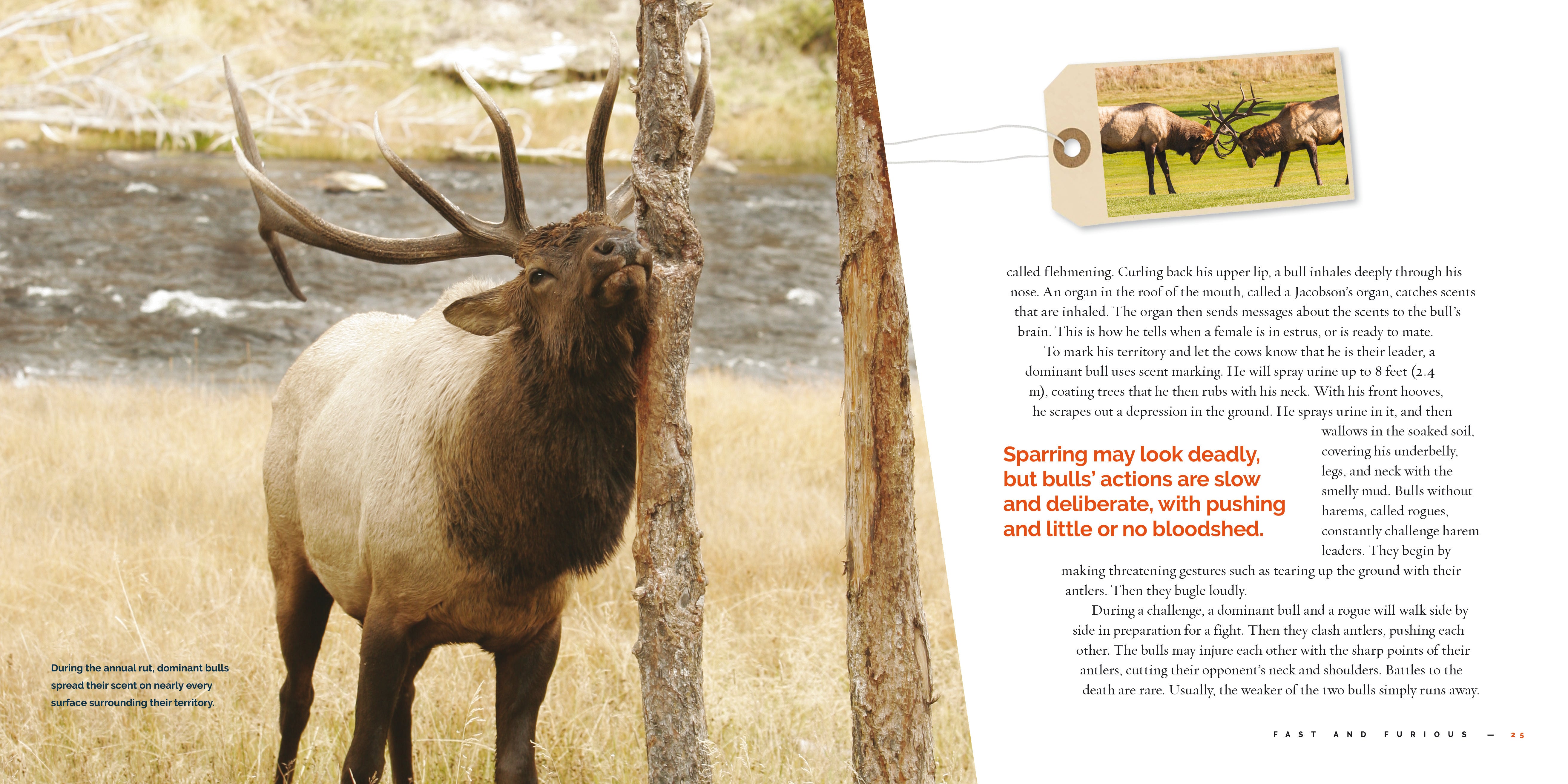 Elk: Wildlife Facts & Habitat Guide (9781640267794) - Perfect for Nature Enthusiasts & Outdoor Education
