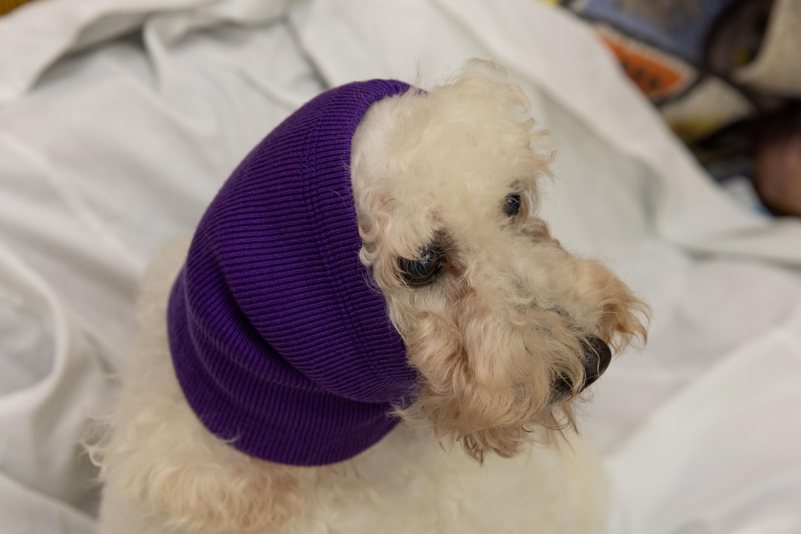 Noise Cancelling Dog Ear Covers & Neck Protector - Soft Pet Snood Wrap for Grooming, Anxiety Relief & Travel - Purple (Perfect for Grooming, Fireworks & Vet Visits)