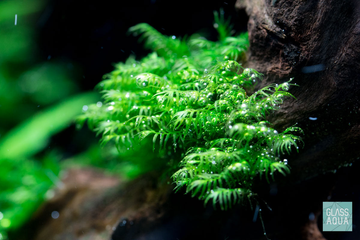 Fissidens Fontanus Moss for Aquarium - Live Aquatic Plant for Fish Tank Decoration, Terrariums & Paludariums | Enhances Water Quality & Natural Habitat