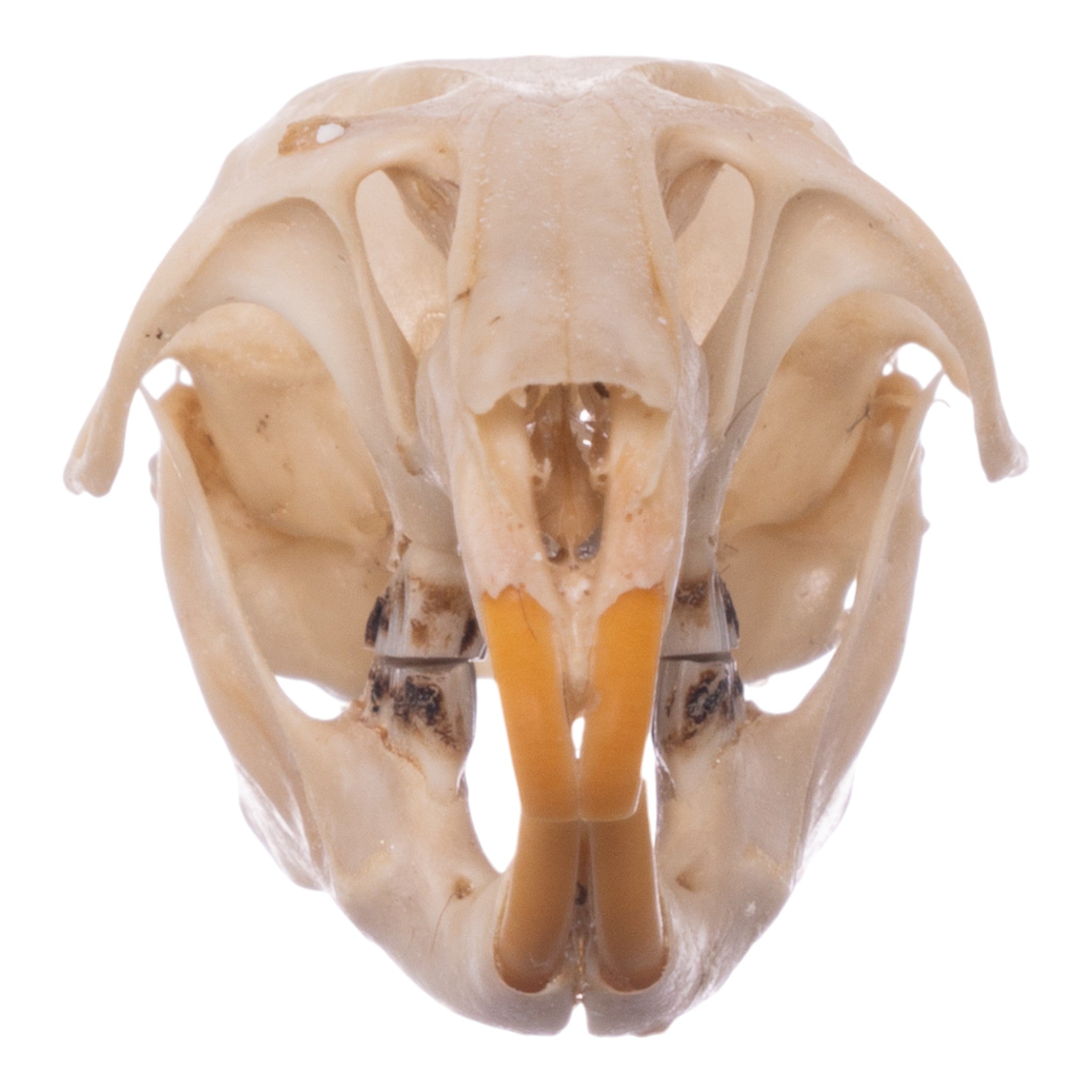 Real Desert Woodrat Skeleton - Disarticulated Specimen for Science Education, Biology Study & Natural History Collection | Perfect for Classroom, Museum & Research Use