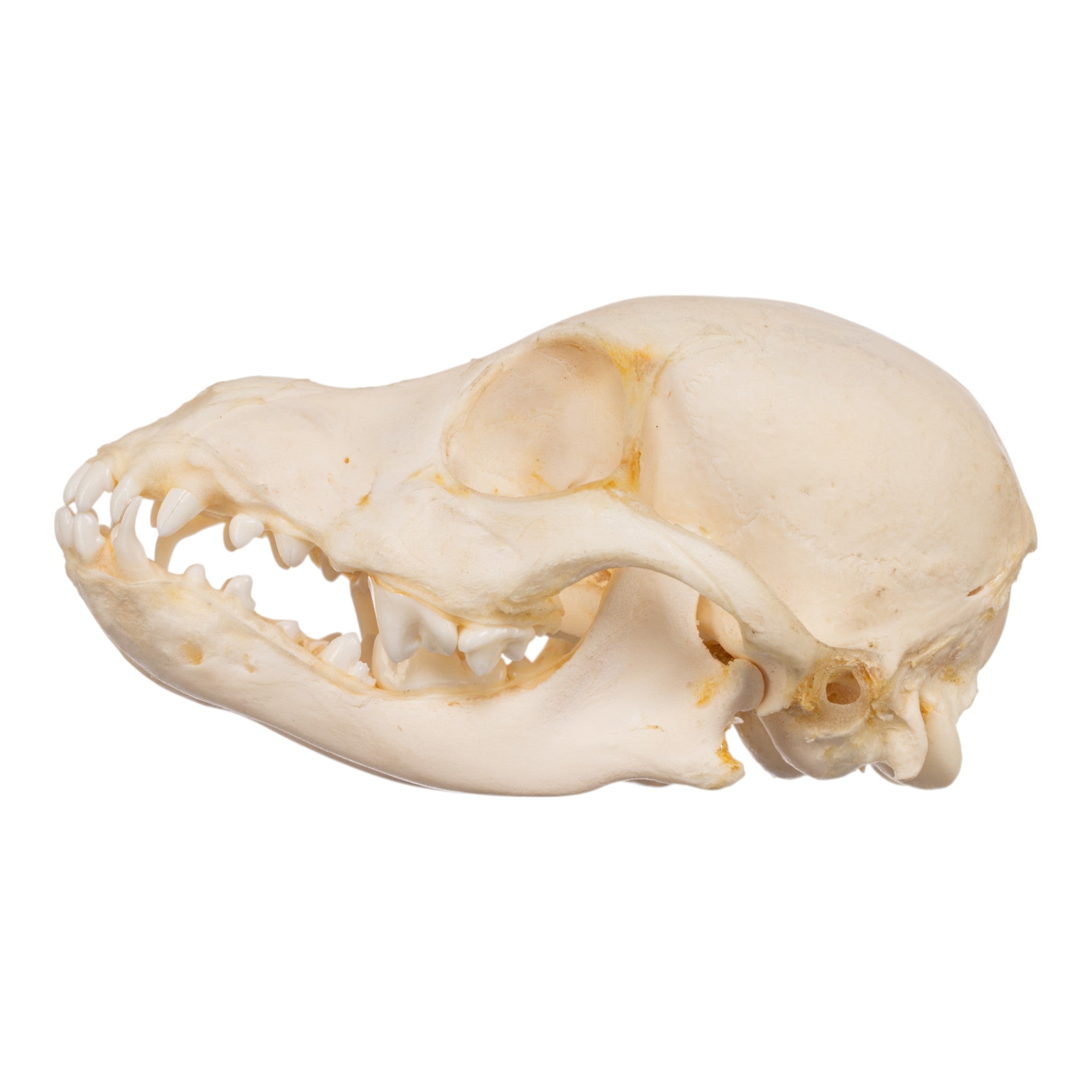 Authentic Domestic Dog Skeleton - Partially Articulated Canine Specimen for Veterinary Study, Biology Education & Taxidermy Display