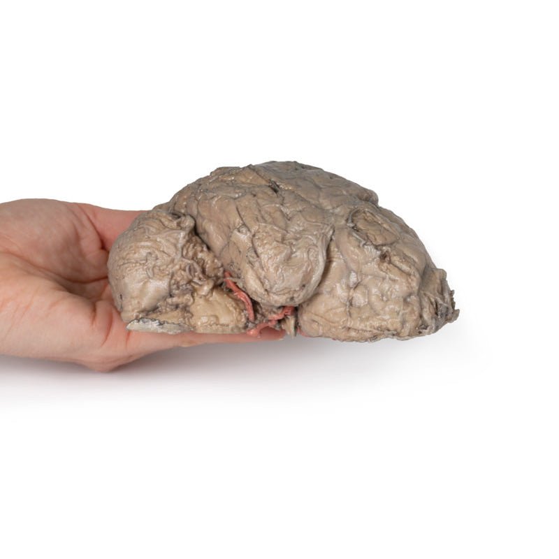 3D Printed Brain Hemisection Model - Anatomical Human Brain Study Tool for Neuroscience Education & Medical Training