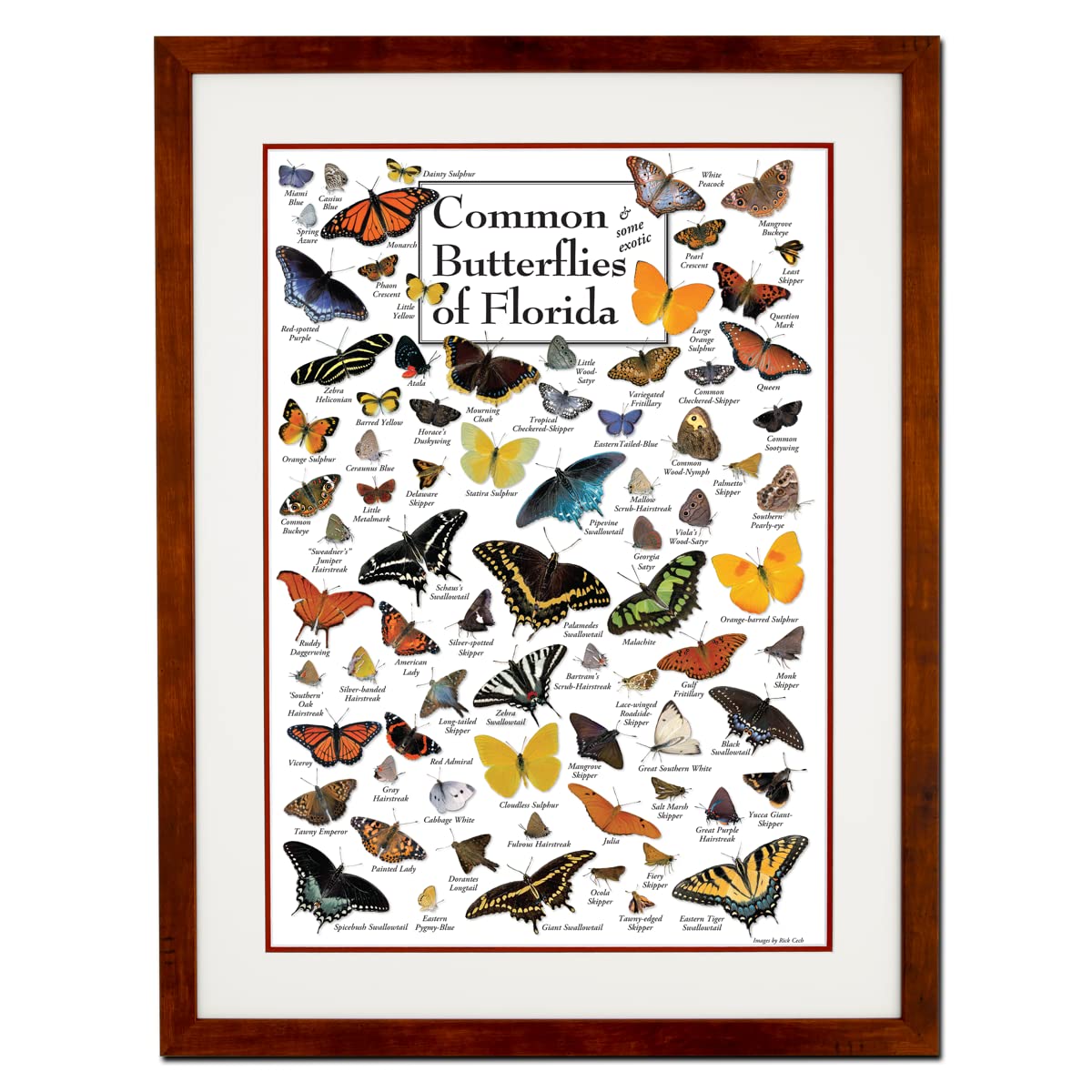 Earth Sky + Water - Common Butterflies of Florida - Double-Matted Framed Wall Art Poster with Honey Frame - Perfect for Home Decor, Office & Classroom