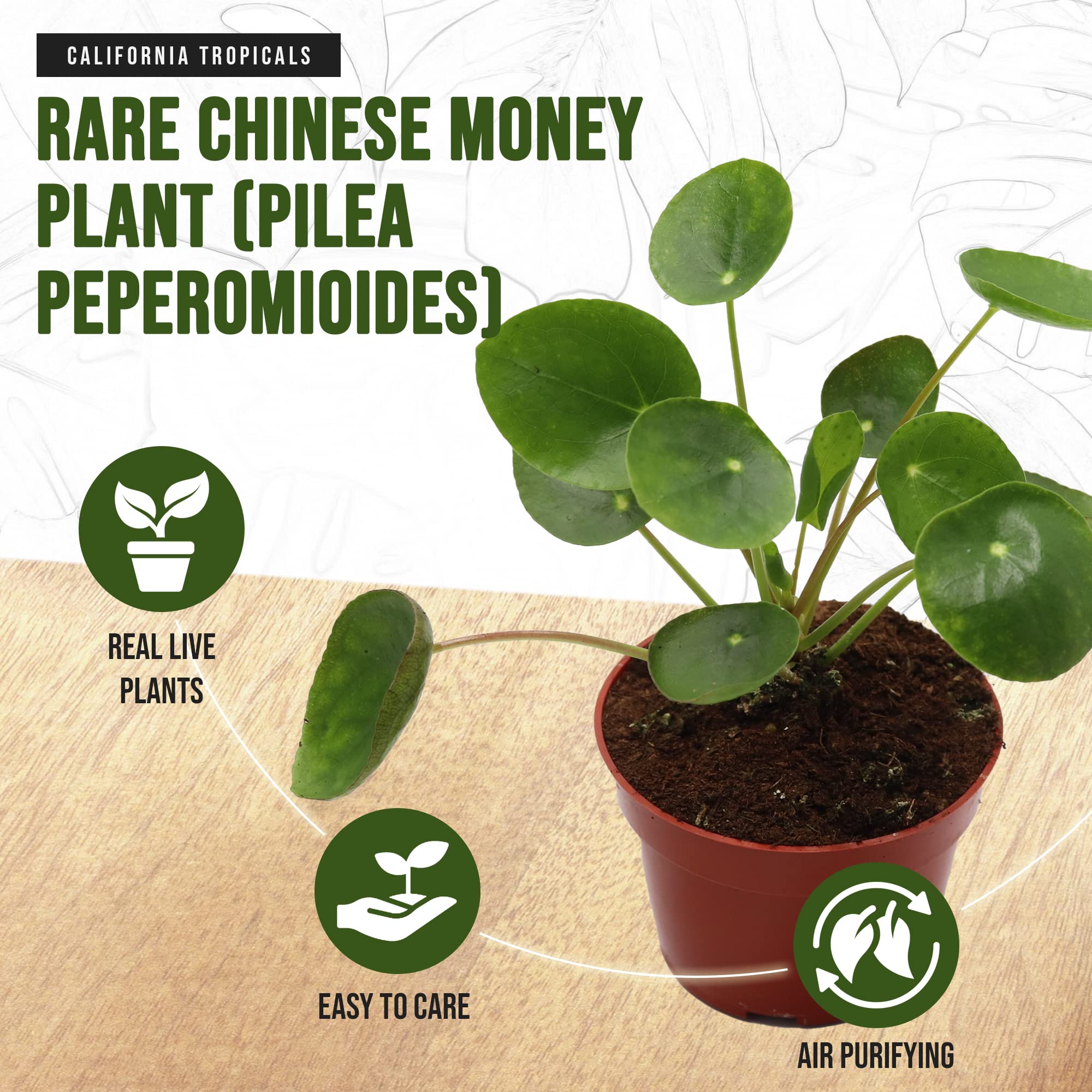 California Tropicals Rare Chinese Money Plant (Pilea Peperomioides) - Live Indoor House Plant in 4 Inch Pot, Low Maintenance Easy Care, Perfect for Office Desk, Home Decor & Feng Shui, Real Gardening Plants for Beginners | Ideal for Living Room, Bedroom & Gift Giving