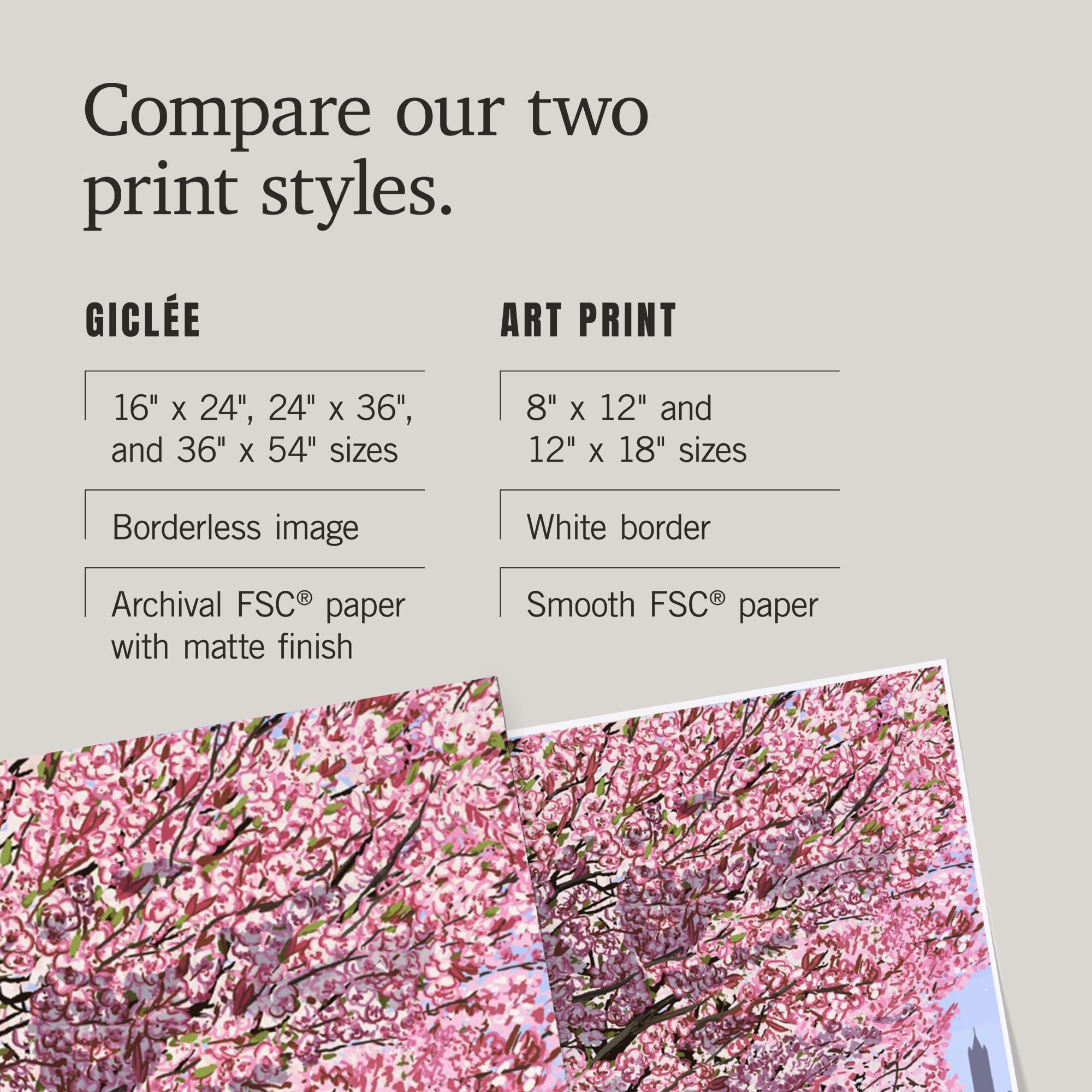 Lantern Press 16x24 Inch Giclee Art Print - Seattle Washington Cherry Blossoms at University Campus - Perfect for Home Decor, Office Wall Art & Gift Ideas