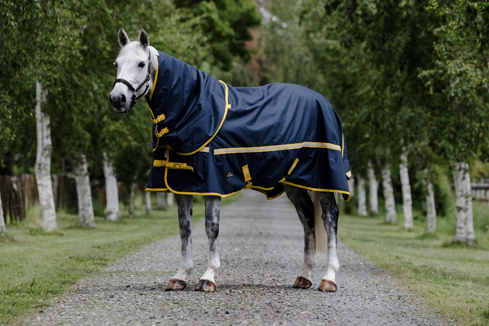 Premium Cavallino Northampton Detachable Collar 220g - Ideal for Business, Formal Events & Professional Attire