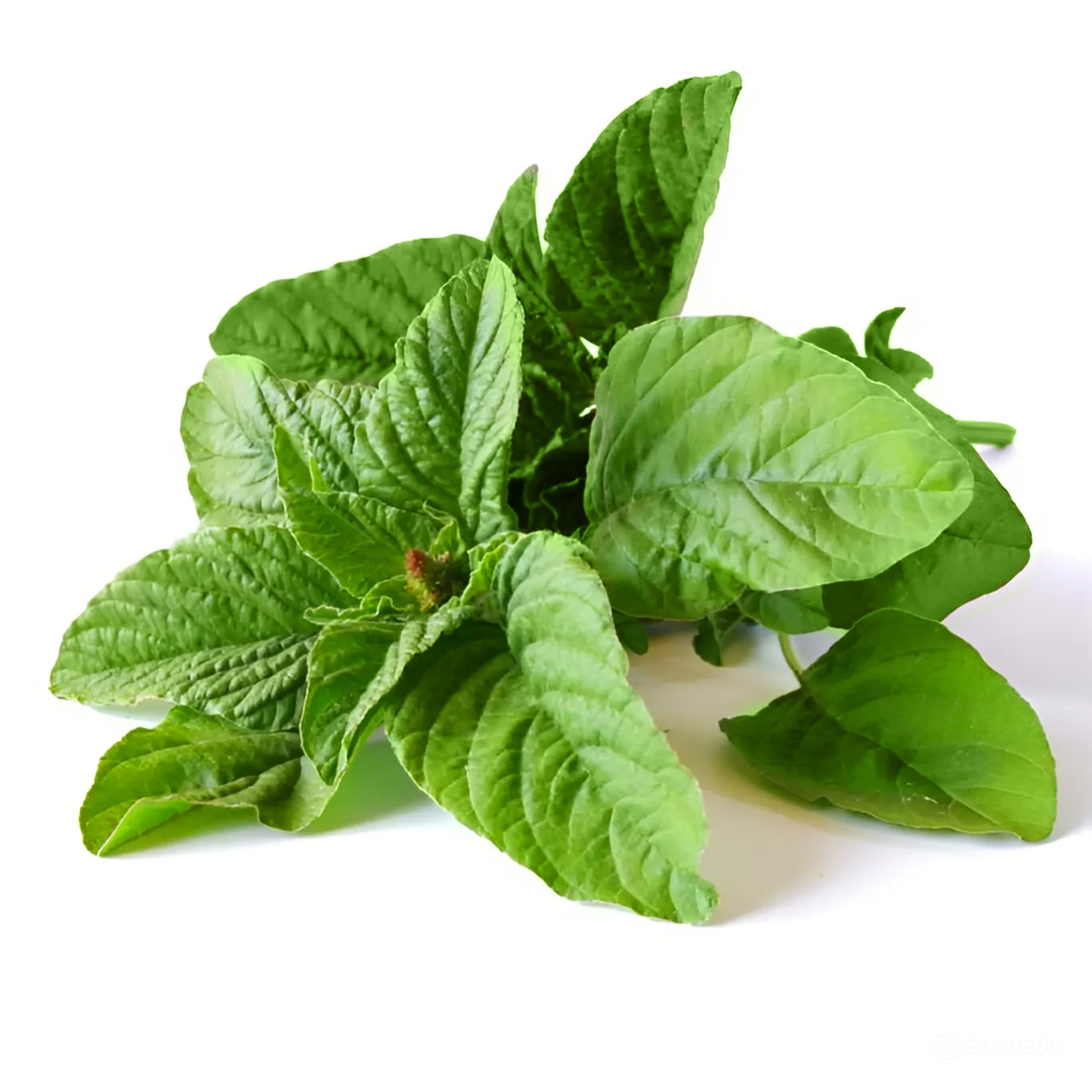 Organic 500 Green Leaf Amaranth Seeds (Amaranthus Mangostanus) - Chinese Spinach, Callaloo, Lu Hsien, Xian Cai Non-GMO Heirloom Seeds for Outdoor Gardening - Perfect for Home Vegetable Gardens, Urban Farming & Sustainable Agriculture