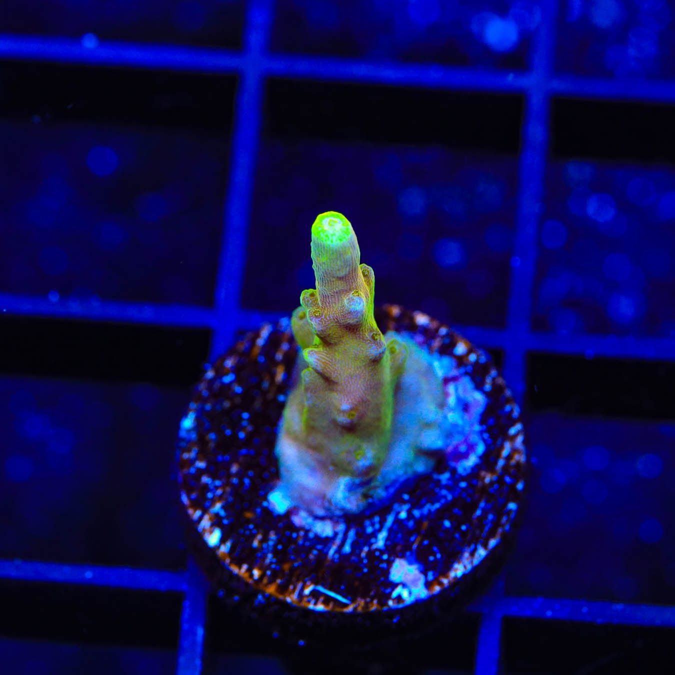 Premium CB Golden Jawdropper Acropora Coral for Saltwater Aquariums - Vibrant Coral for Reef Tanks & Marine Aquascaping
