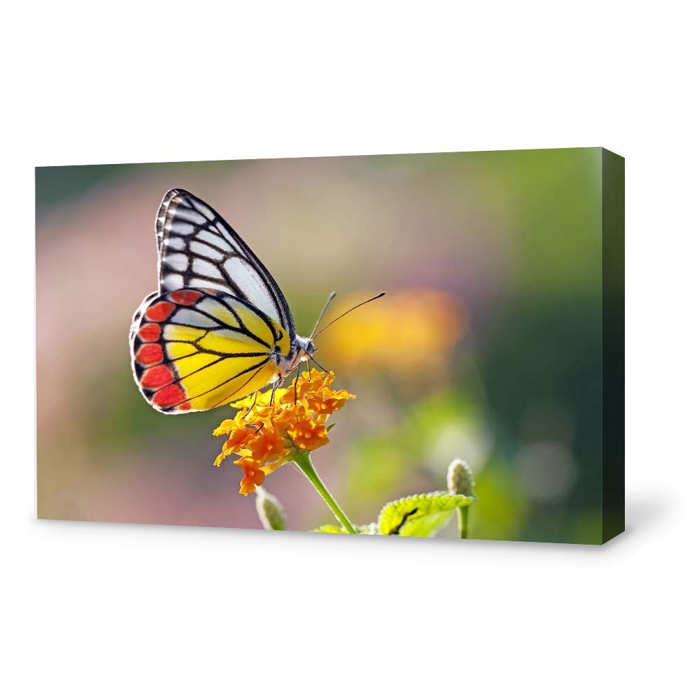 Beautiful Butterfly Giclee Canvas Wall Art - 24x36 Inches, Vibrant Home Decor for Bedroom, Living Room, Office & Nursery