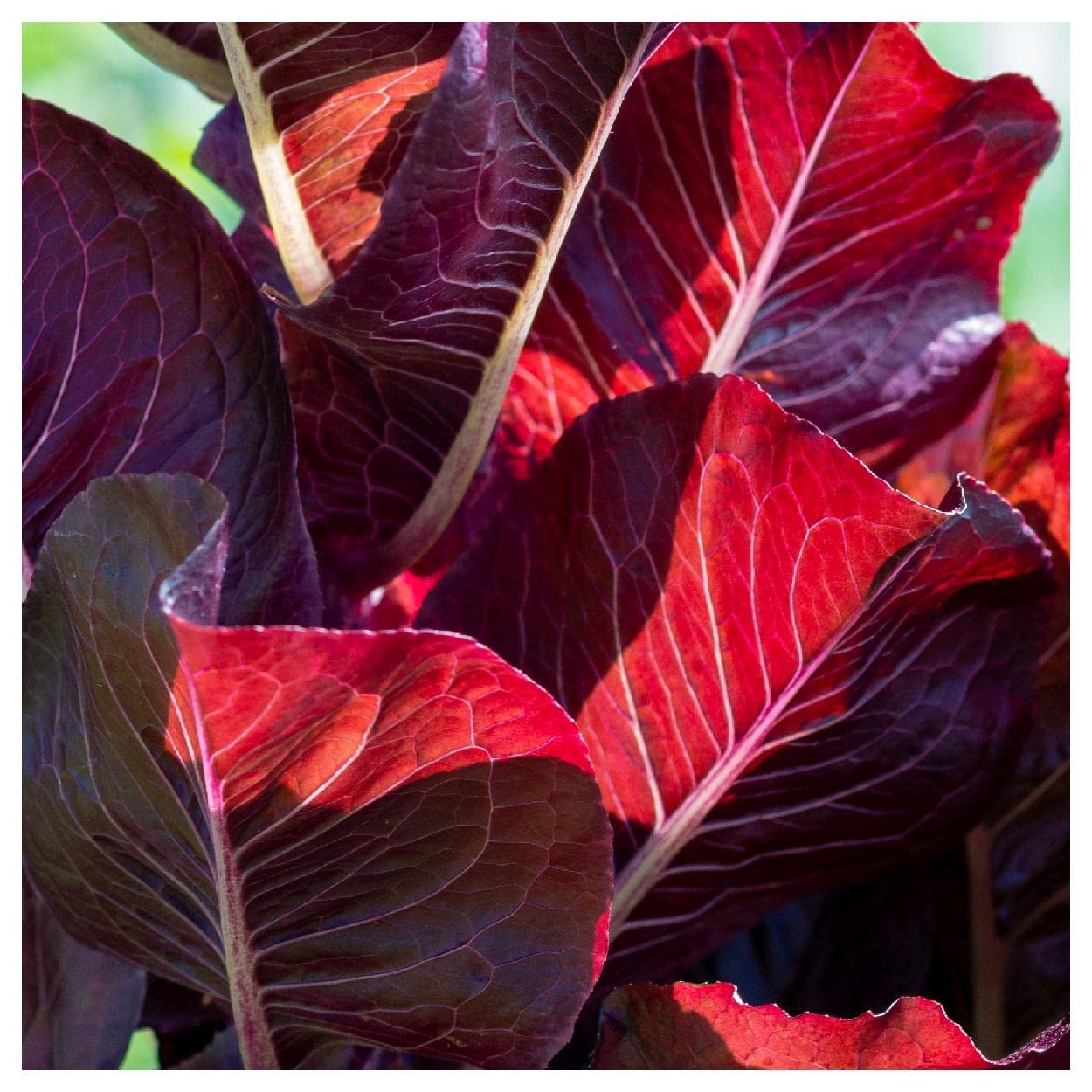 Everwilde Farms - 1000 Super Red Romaine Lettuce Seeds - Gold Vault Jumbo Seed Packet for Home Gardening, Hydroponics & Organic Farming