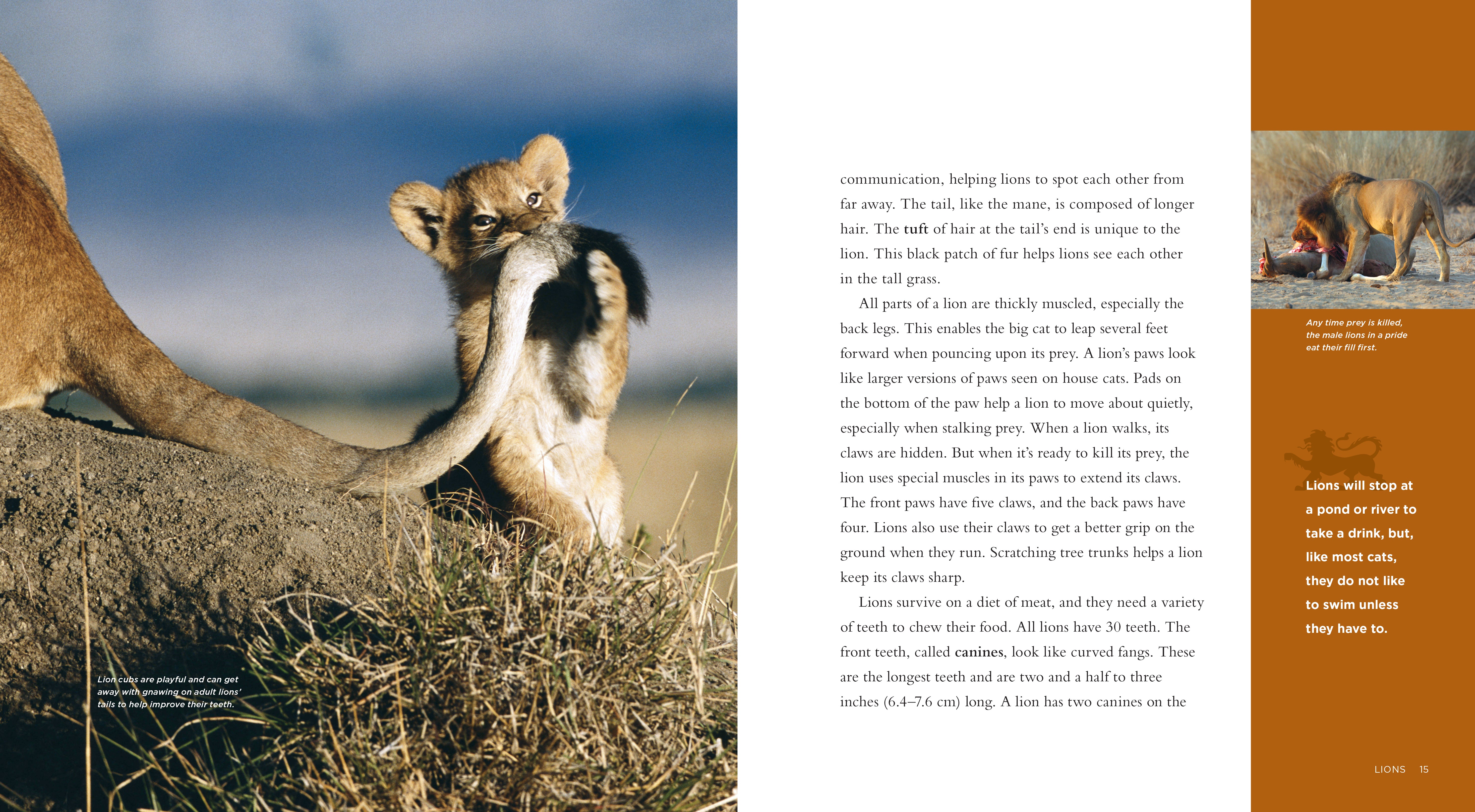 Lions Book 978-1-58341-656-3 - Wildlife Education & Nature Exploration for Kids & Adults | Perfect for Classroom Learning & Home Reading