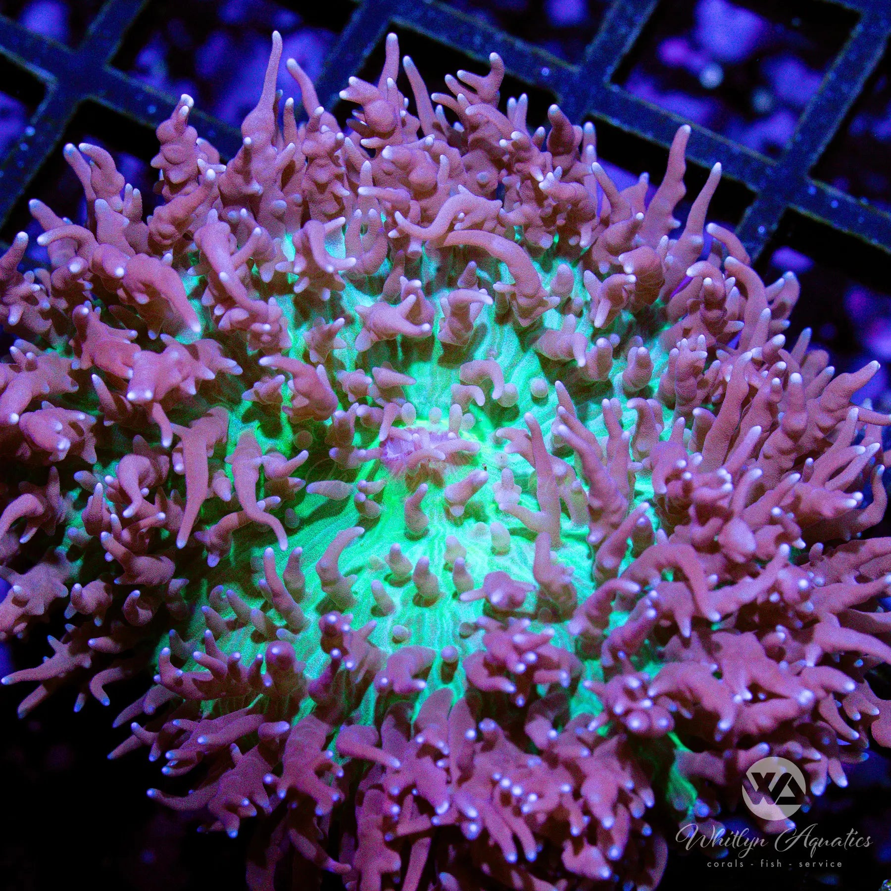 D19 St. Thomas Mushroom Coral - Premium Live Coral for Saltwater Aquariums | Perfect for Reef Tanks & Marine Displays