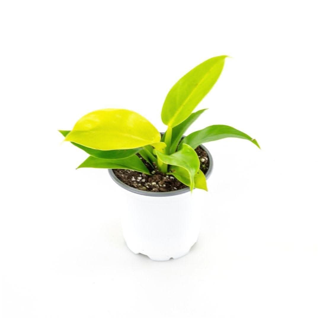 Moonlight Philodendron - Rare Tropical Houseplant for Indoor Gardening, Home & Office Decor | Perfect for Living Rooms, Bedrooms, and Workspaces