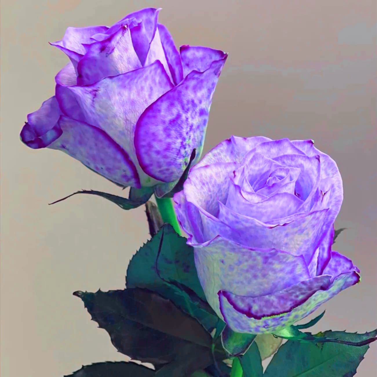 5 Rare Rose Bulbs - Delightful Perennial Flower for Garden Planting, All Year Round Colorful Blooms | Perfect for Home Garden, Landscaping, and Gift Giving