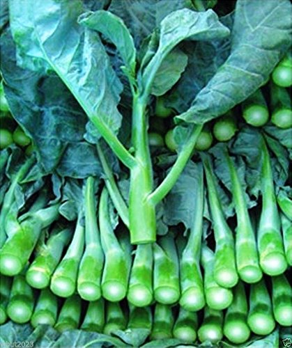 Chinese Broccoli Seeds - 4oz Non-GMO, Open Pollinated, Kai Lan, Gai Lan, Brassica Alboglabra - Perfect for Home Gardening, Asian Cooking & Healthy Eating