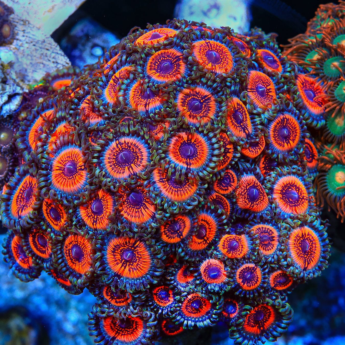 Armor of God Zoanthids Coral - Vibrant Live Coral for Saltwater Aquariums | Perfect for Reef Tanks & Marine Displays