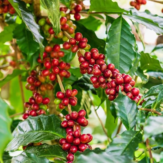 Organic Arabica Coffee Plant (4 Pack) - Live Coffee Tree for Home Garden, Easy to Grow, Fresh Coffee Beans | Perfect for Indoor Herb Garden, Kitchen Windowsill, or Backyard Farming | Grow Your Own Organic Coffee at Home