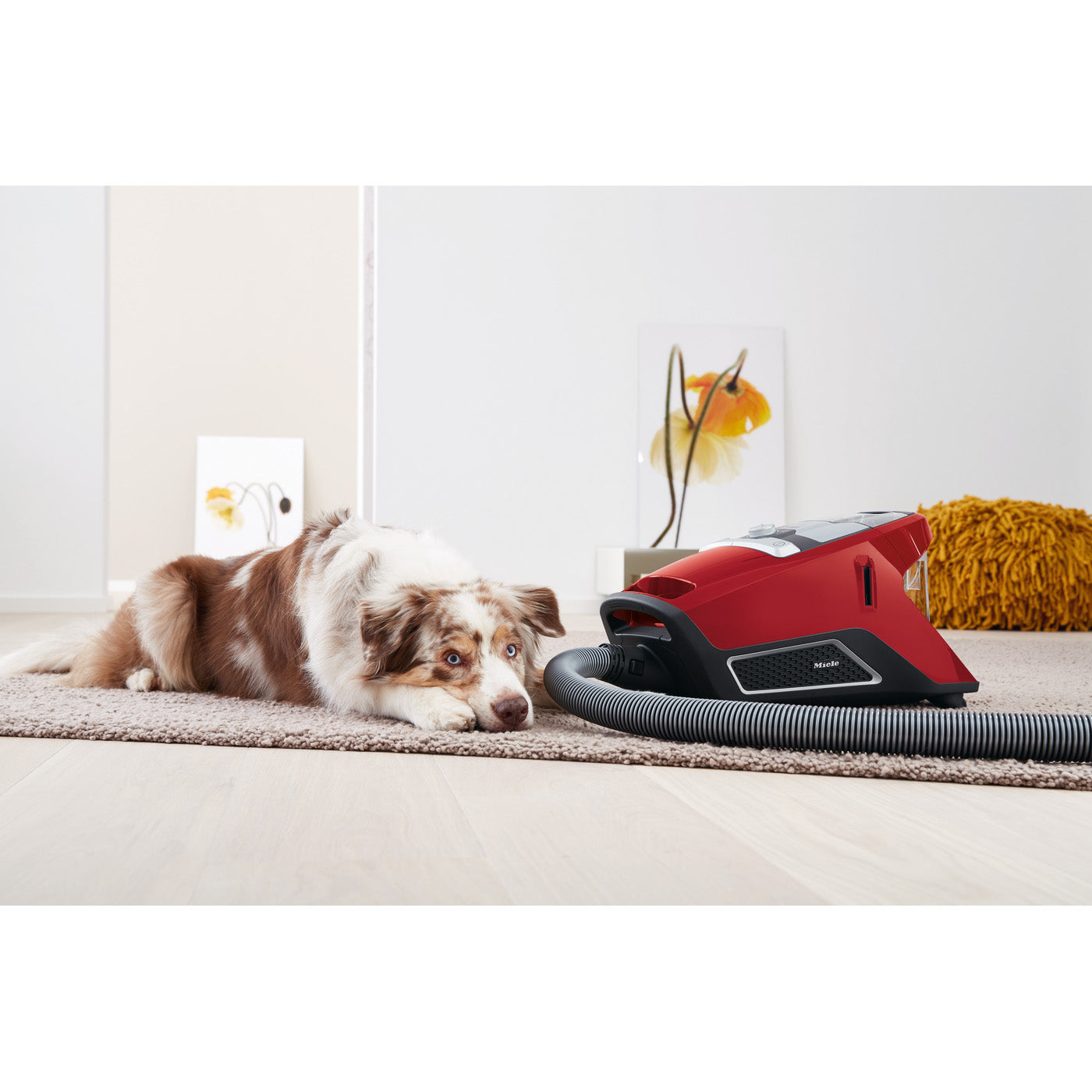 Miele Blizzard CX1 Bagless Canister Vacuum Cleaner for Pet Hair - Powerful Suction for Cats & Dogs, Ideal for Hard Floors & Carpets (Home, Office, Car Use)