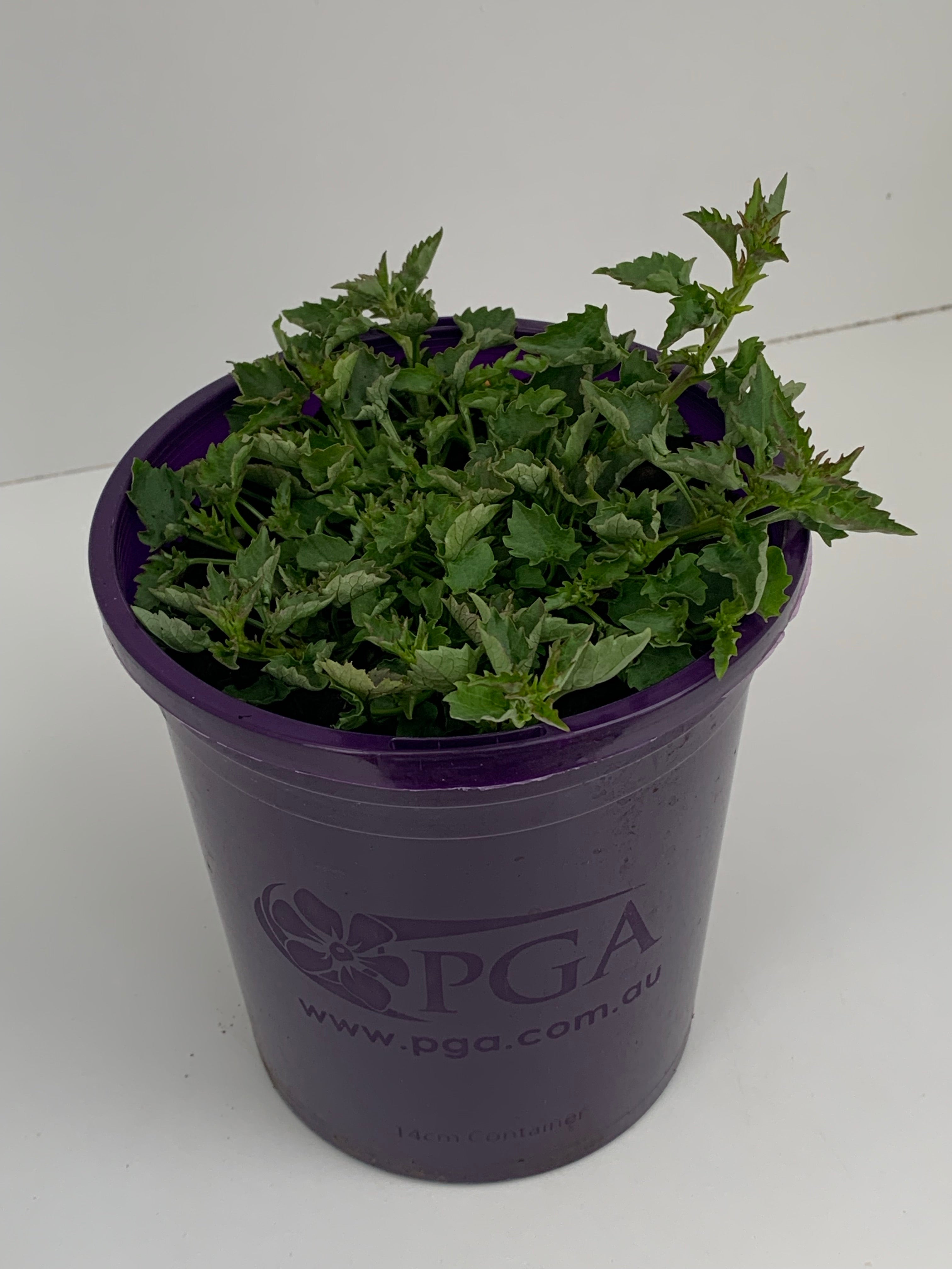 Campanula 'Blue Waterfall' Bellflower Perennial Plants - Beautiful Blue Flowers for Garden Borders, Rock Gardens & Container Planting