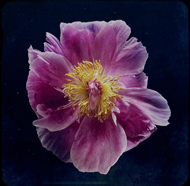 Sean Hanrahan Peony Perfume - Floral Fragrance for Women, Long-Lasting Luxury Scent, Perfect for Date Nights & Special Occasions