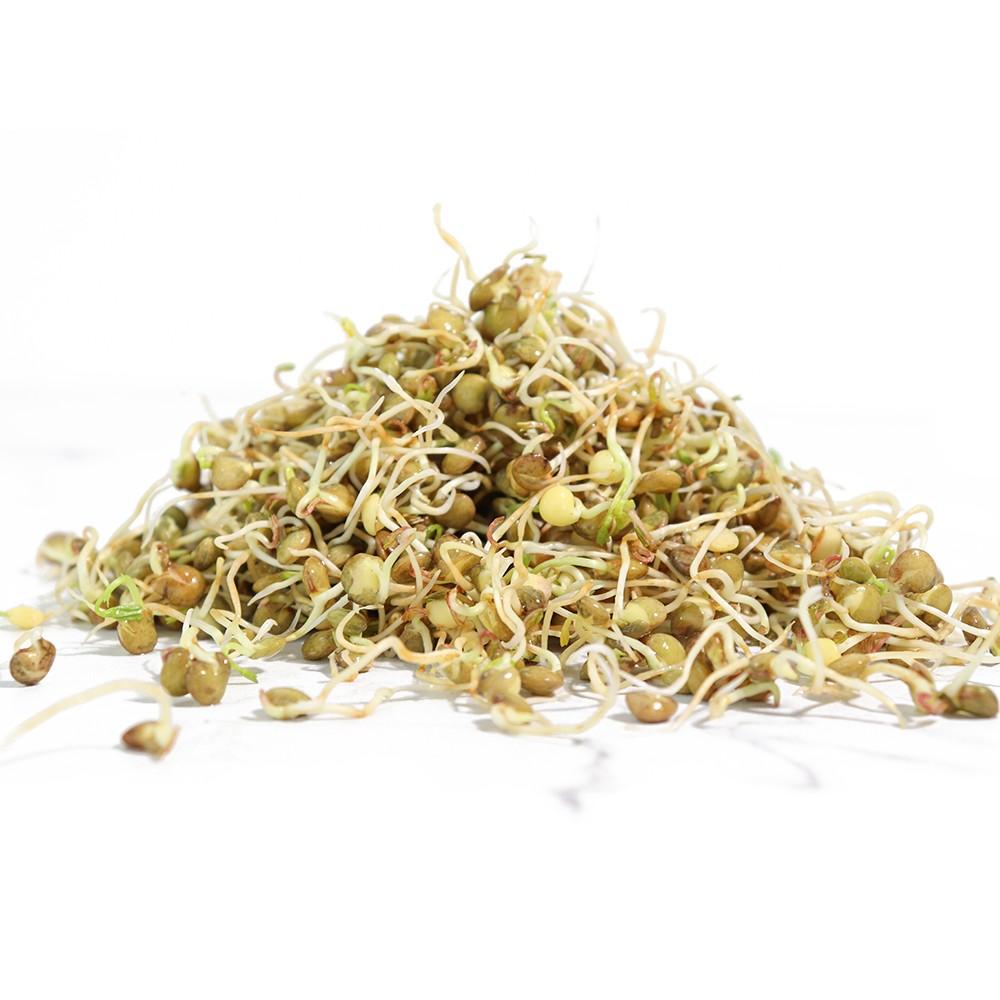 Sproutman® Organic Lentil Sprouting Seeds - 16 oz | Non-GMO, High Germination Rate | Perfect for Salads, Sandwiches & Healthy Snacks