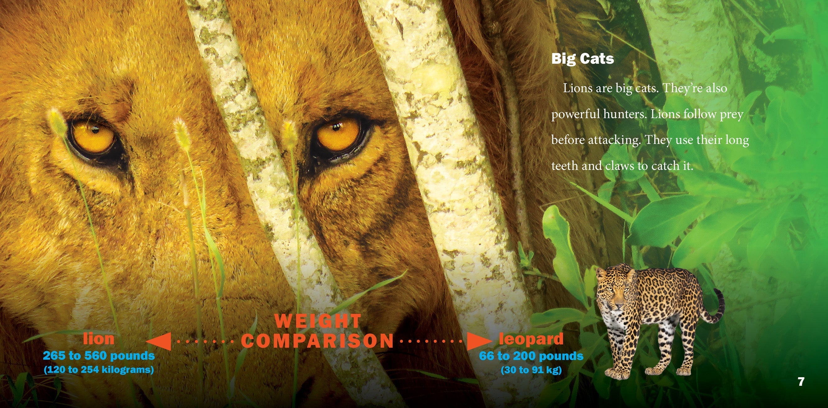 Lions Book 9781623101503 - Wildlife Education & Animal Facts for Kids, Perfect for School Projects & Nature Enthusiasts