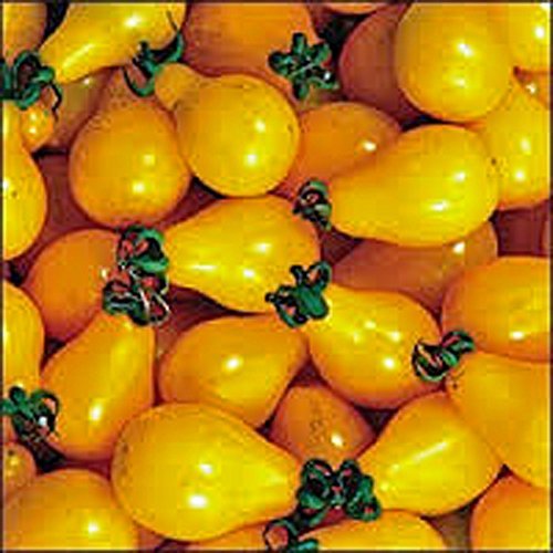 Organic Yellow Pear Tomato Seeds - Heirloom Non-GMO 100ct - Sweet Cherry Tomatoes for Salads, Salsas & Fresh Eating - Perfect for Home Gardens & Container Planting